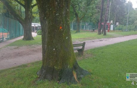 Prizor šokiral obiskovalce ljubljanskega Tivolija: Na mogočnih drevesih oznake za posek