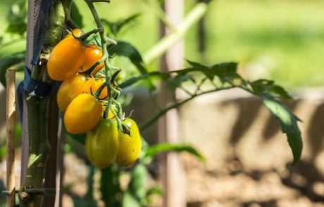 Grozljiva resnica o italijanskih paradižnikih