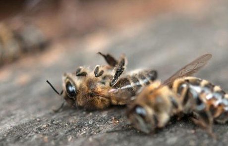 Intervju: Ali čebelam res grozi izumrtje?