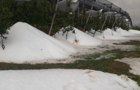 Po pozebi od Arnovega sela do Sromelj klestila še toča