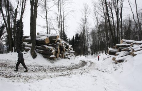 Tri milijone evrov za sanacijo gozdov po žledolomu