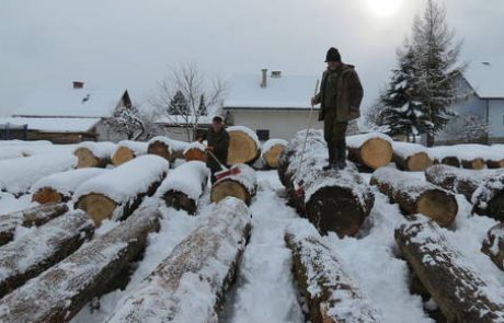 Jutri zaključek dražbe najboljše slovenske hlodovine