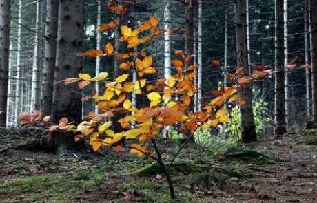 Z bioekonomijo do trajnostnejšega razvoja