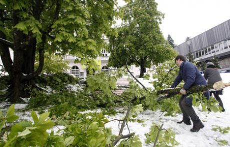 Moker sneg v Ljubljani uničeval zlasti listavce