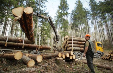 Izvozili za 13 odstotkov več lesa