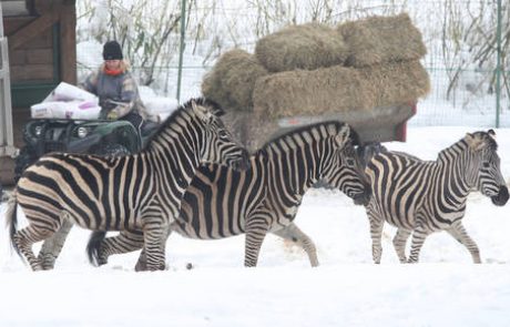 Aktivne zimske počitnice v Ljubljani