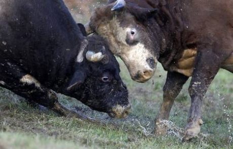 Pobesneli bik na Štajerskem poškodoval dva moška