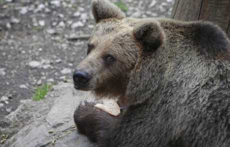 Za odvzem iz okolja letos predvidenih 113 medvedov in 10 volkov