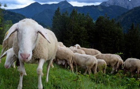 Potrjen drugi primer bolezni modrikastega jezika v Sloveniji