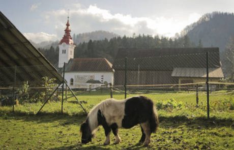 Milijon evrov kazni zaradi površnega označevanja živali