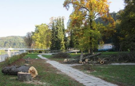 Sedela bo pod bukvijo, dokler ne dobi odgovorov