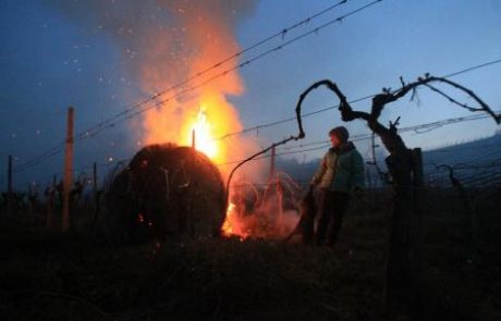 Pozeba: prve ocene niso spodbudne