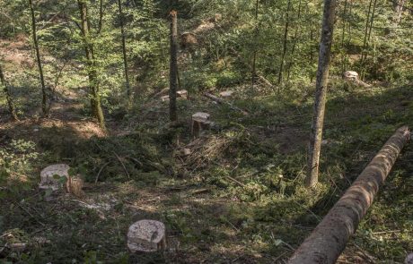 Katastrofalno uničenje blejskih gozdov. “Tega človek še ni videl.”