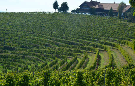 Med svetovnimi šampioni 59. Mednarodnega ocenjevanja vin tudi slovensko vino