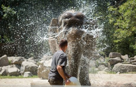 Dogodek za družine: To soboto vsi v Zoo Ljubljana, kjer bodo praznovali svetovni dan slonov!