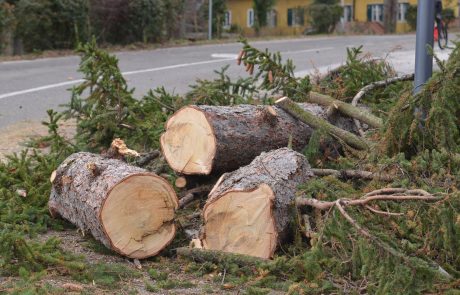 Decembrski vetrolom na območju Maribora poškodoval 85.000 kubikov drevja