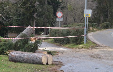 V mariborskem parku bodo sekali les, upoštevajte varnostna navodila