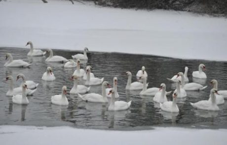 Tudi labodi v Zagrebu imeli ptičjo gripo