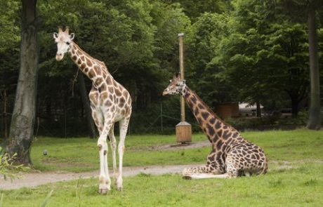 V ljubljanskem živalskem vrtu umrl žirafec Reinhold