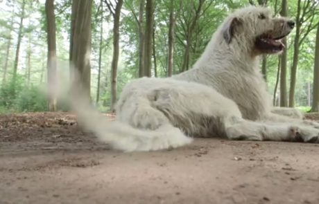 Keon je na prvi pogled čisto običajen pes: Poglejte, kaj ga dela edinstvenega