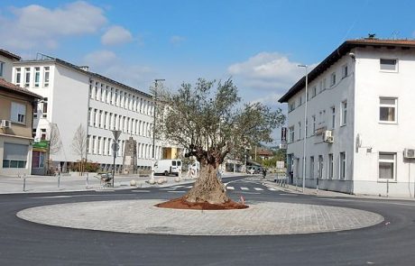 Brici krožijo okoli oljke