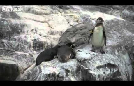 VIDEO: Maščevanje pingvina