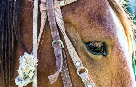 Veliki Ločnik: policisti in inšpektorji v grozovitih pogojih našli več kot 40 konj
