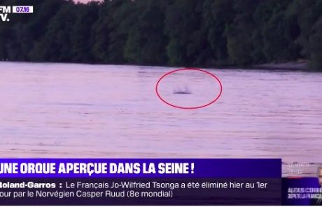 Vau: V francoski reki Seni opazili orko, okoljevarstveniki zaskrbljeni (video)
