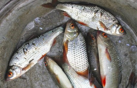 Nov pogin rib v Ljubljani, vzrok še ugotavljajo