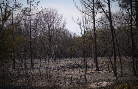 Na Krasu začeli odstranjevati lesno biomaso po največjem požaru v zgodovini Slovenije