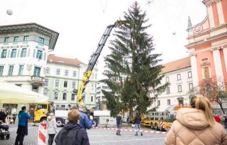 Prešernov trg v Ljubljani že krasi božično drevo
