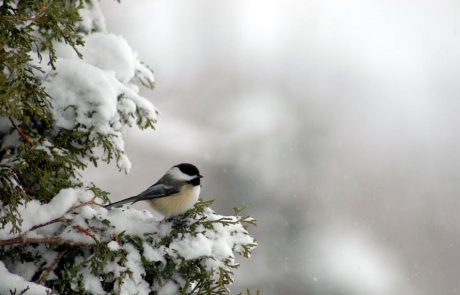 Danes bo povečini oblačno, meja sneženja se bo spustila