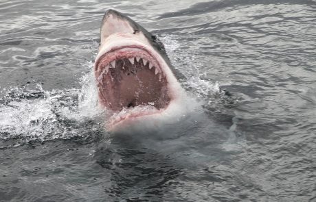 Če se bojite morskih psov, ne hodite na Hrvaško