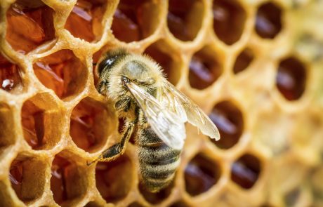 Ali čebelarje letos čaka porazna letina?