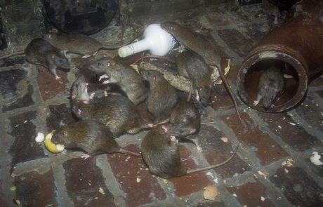 V Italiji vse več preglavic povzročajo podgane
