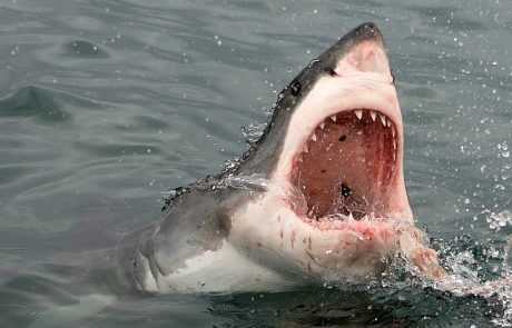 Veliki beli morski pes pokazal zobe: Deskar ostal brez noge