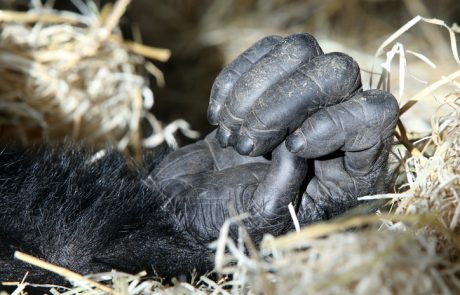 Usmrtitev gorile: Harambejova smrt v živalskem vrtu buri duhove