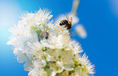Pri pomoru čebel sumijo na zastrupitev