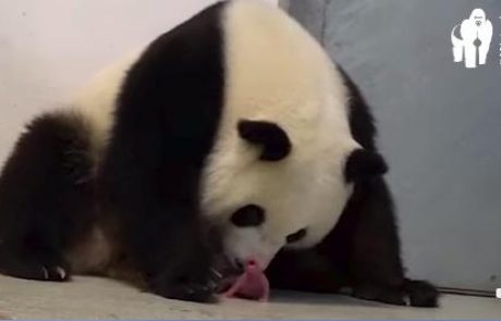 Vesela novica iz Berlina: V berlinskem živalskem vrtu sta se prvič skotila mladiča orjaške pande (video)
