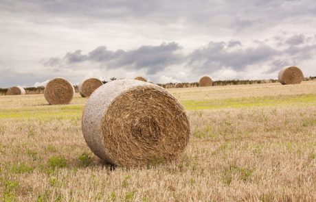 Bala moškega stisnila ob drevo in ga zadušila