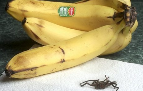 GROZA: V običajnih bananah se lahko skrivajo strupeni pajki (video)