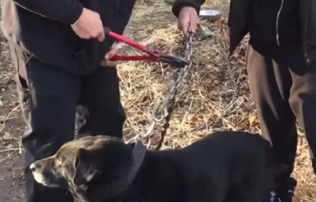 Poglejte osvobajanje psa, ki je kar 15 let preživel na verigi!