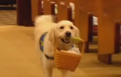 Triletni pes Bennie na pogrebih tolaži ljudi, ki so izgubili svoje ljubljene
