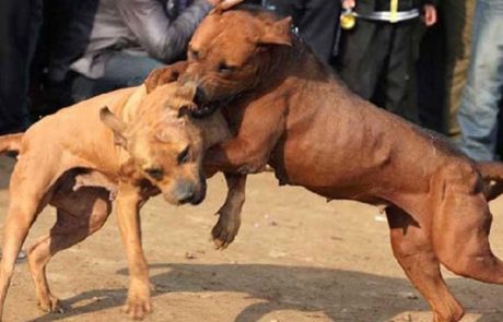 Mariborčanka, ki vzreja pse za pasje borbe, grozi s tožbami in nasiljem