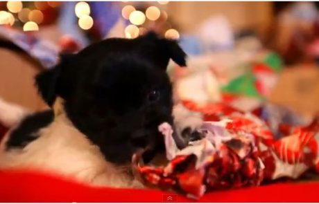 VIDEO: Mali psički se pripravljajo na božič