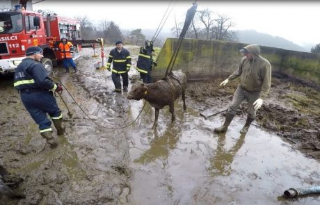 Pet gasilcev reševalo ujeto žival