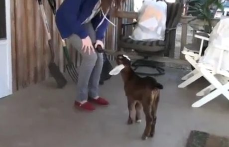 VIDEO: Koze so bolj pametne, kot si mislimo