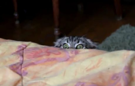 VIDEO: Psiho mačka