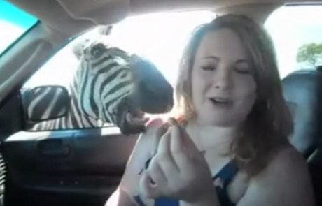 VIDEO: Ko napade zebra