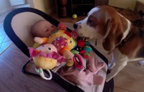 Psi so res zakon: Dojenčku vzel igračko, reakcija na njegov jok je neverjetno simpatična